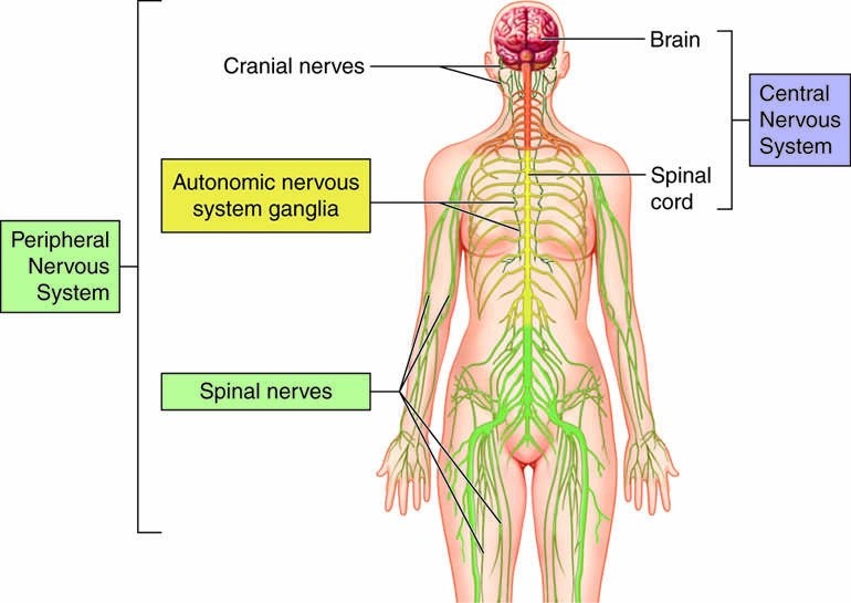 The nervous system-Adarga AI