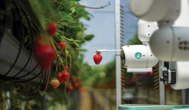 Smart Data Transforms Strawberry Harvesting