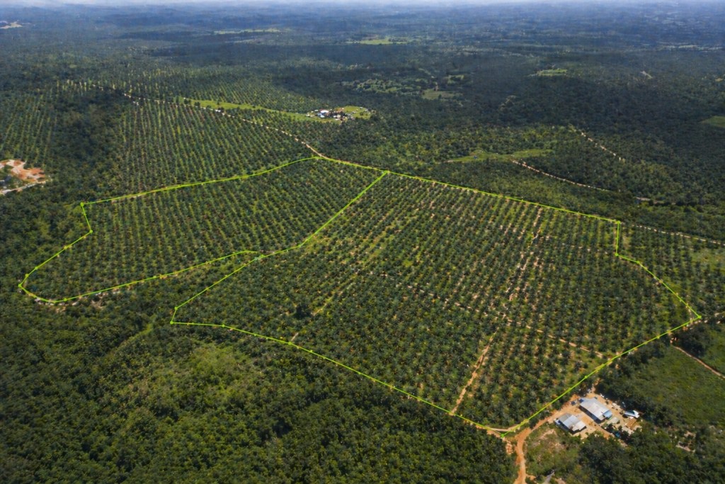 Aerial drone photograph of a large West African oil palm plantation with a green geospatial polygon annotation marking field boundaries, demonstrating Adarga AI's AdargaGrow AI-powered crop monitoring and precision agriculture platform.